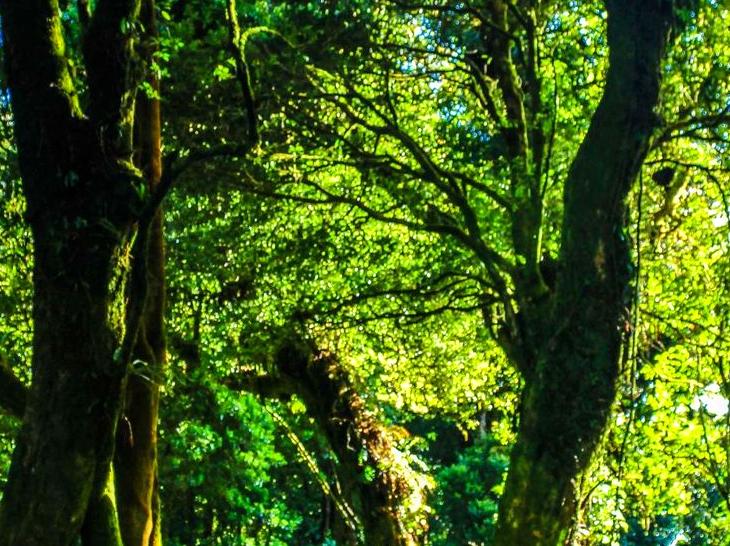 Nature Therapy: Embrace Relaxation through Forest Bathing