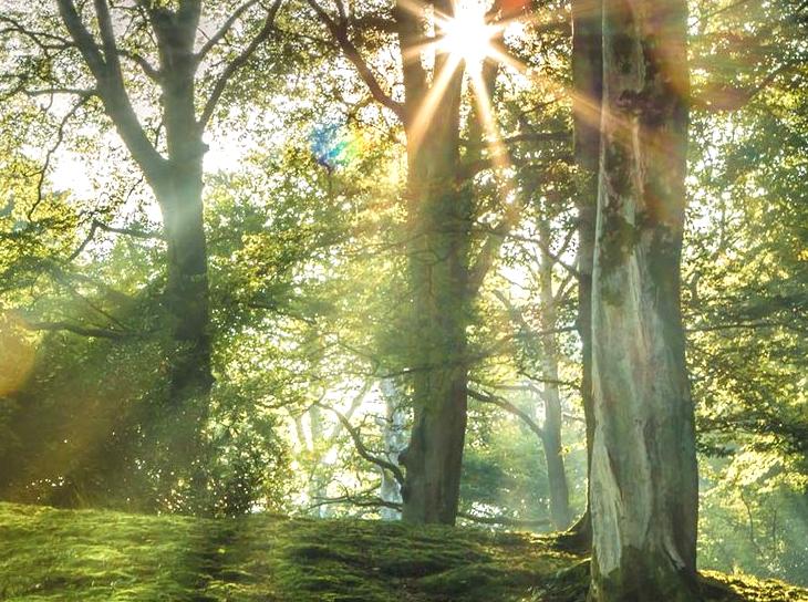 Calm Your Senses: Exploring the Benefits of Forest Bathing