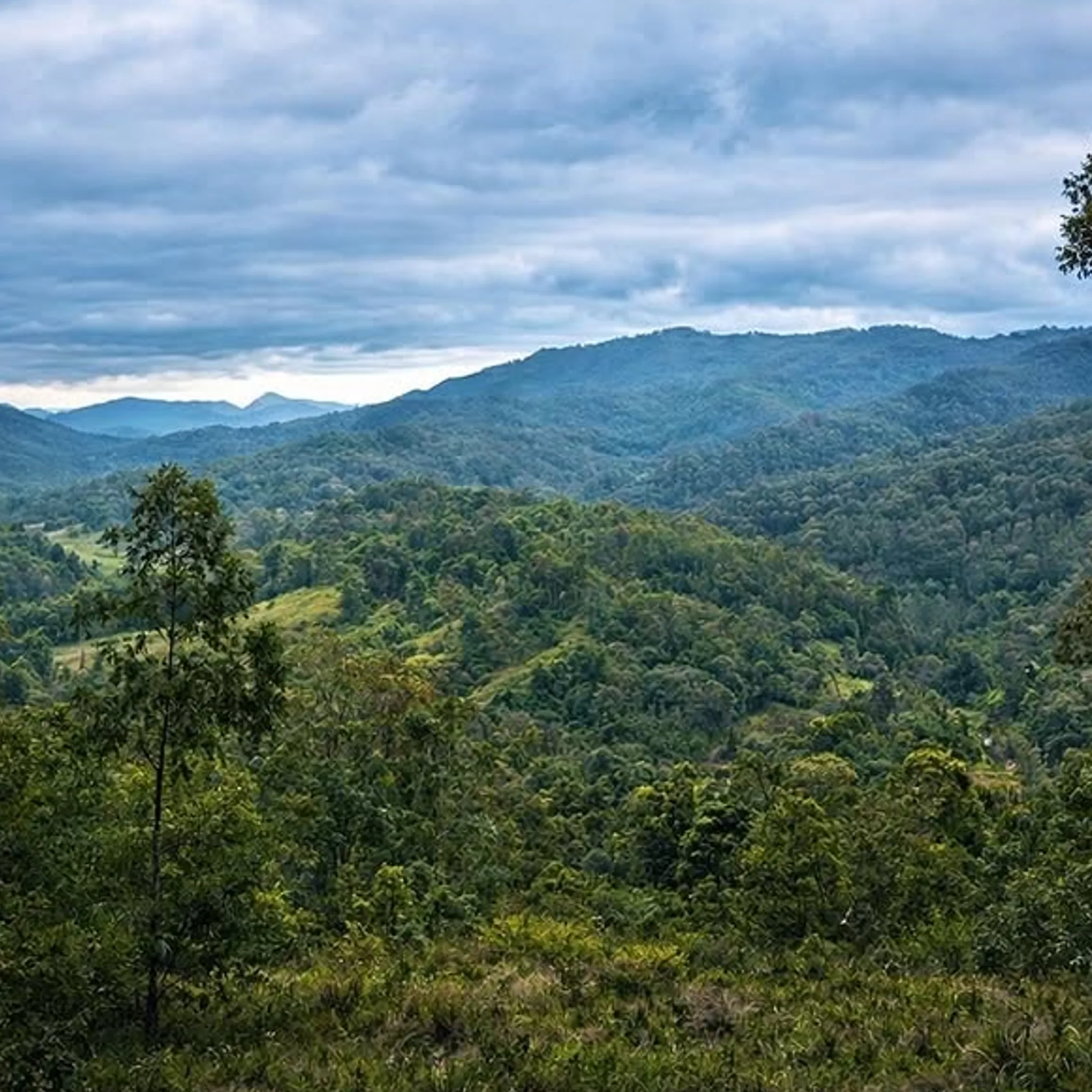 lush queensland national park landscape
