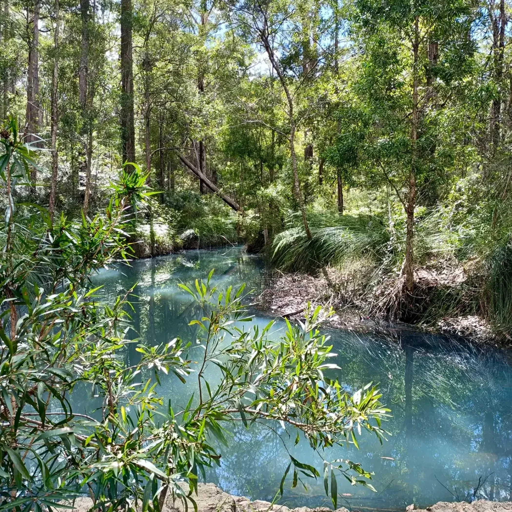 forest waterhole and hiking environment