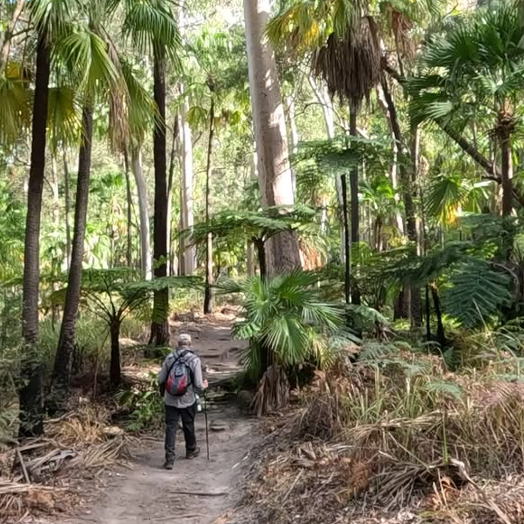 bushwalking in queensland national park scenery