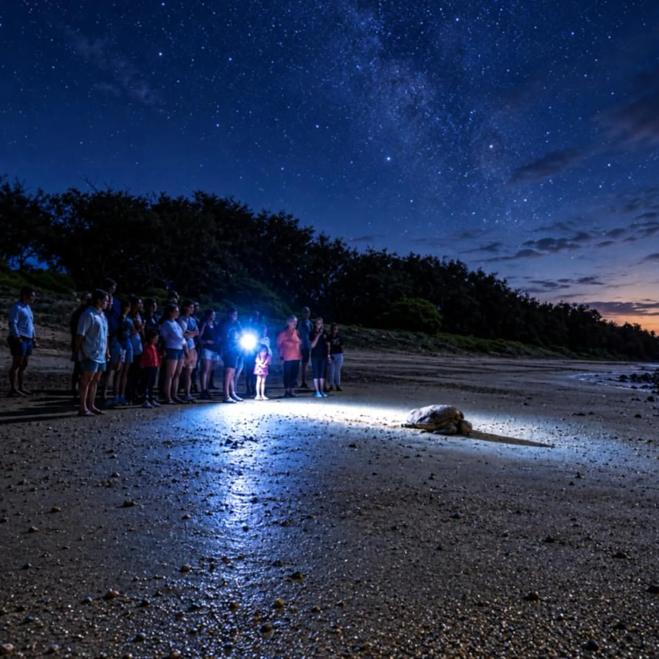 turtle on beach during wildlife viewing